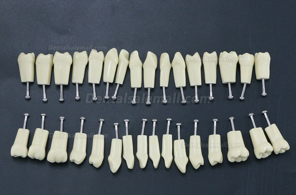 Dental Typodont Restorative Standard Simulation Model with 32PCS Removable Teeth Compatible Frasaco AG3